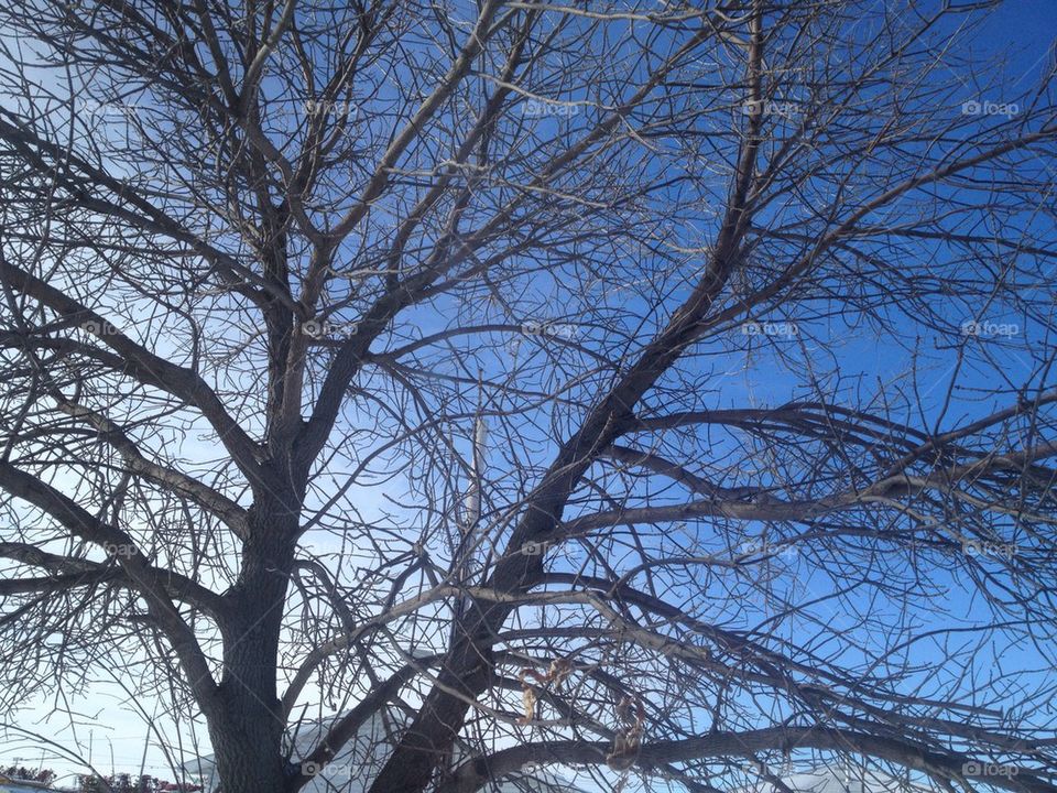 sky blue no leaves saskatchewan by krysti5