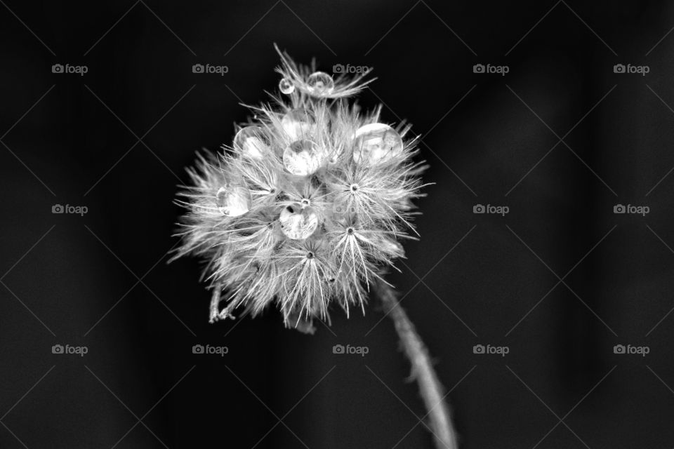 Silvery glitters of water beads on dried Tridox flower looks amazing.