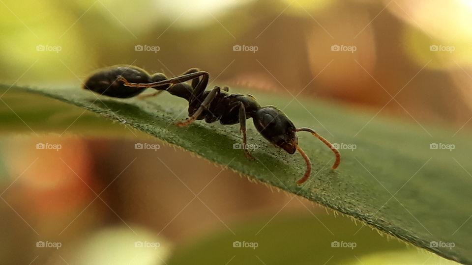 Black ant