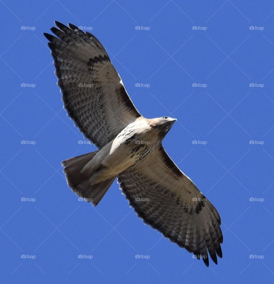 Birds and Bees in Motion 