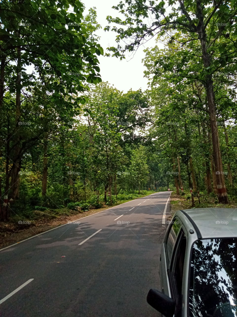 Travelling through the woods