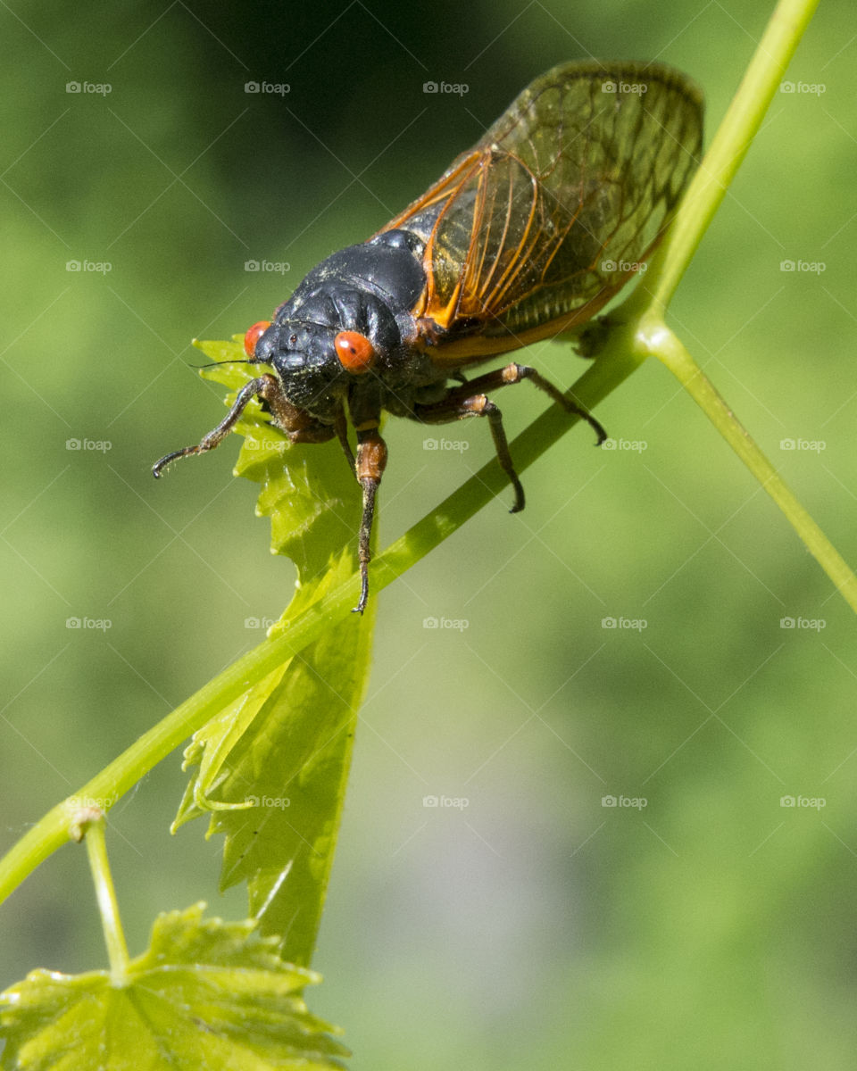 Seventeen Year Cicada walking on a Plant 
