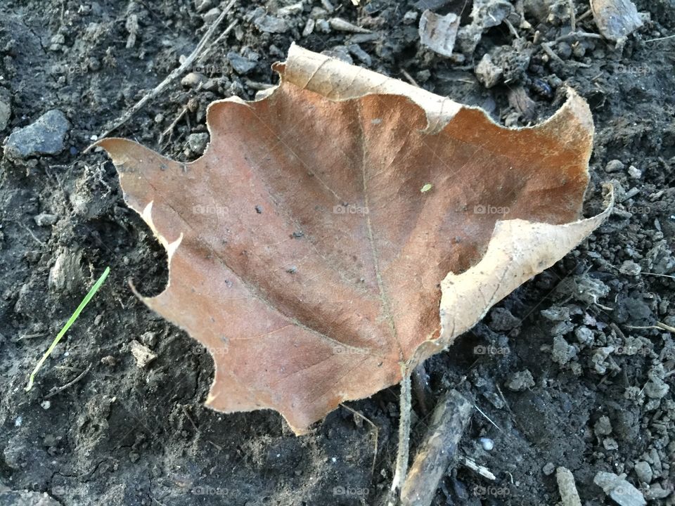 Dead Leaf