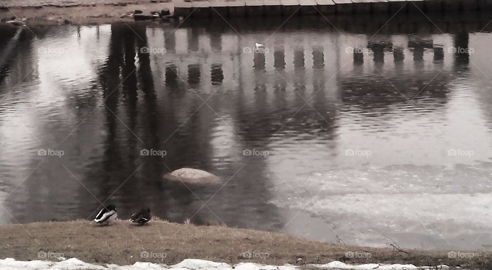 Water, No Person, Bird, Monochrome, River