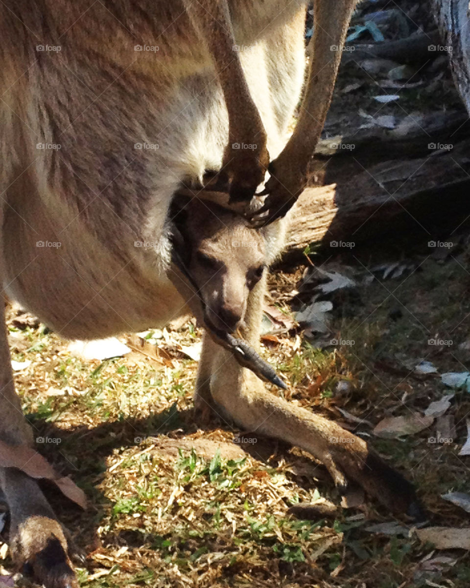 Hangin' Around With Mom
Kangaroo and Joey
Lone Pine Koala Sanctuary
Brisbane, Australia