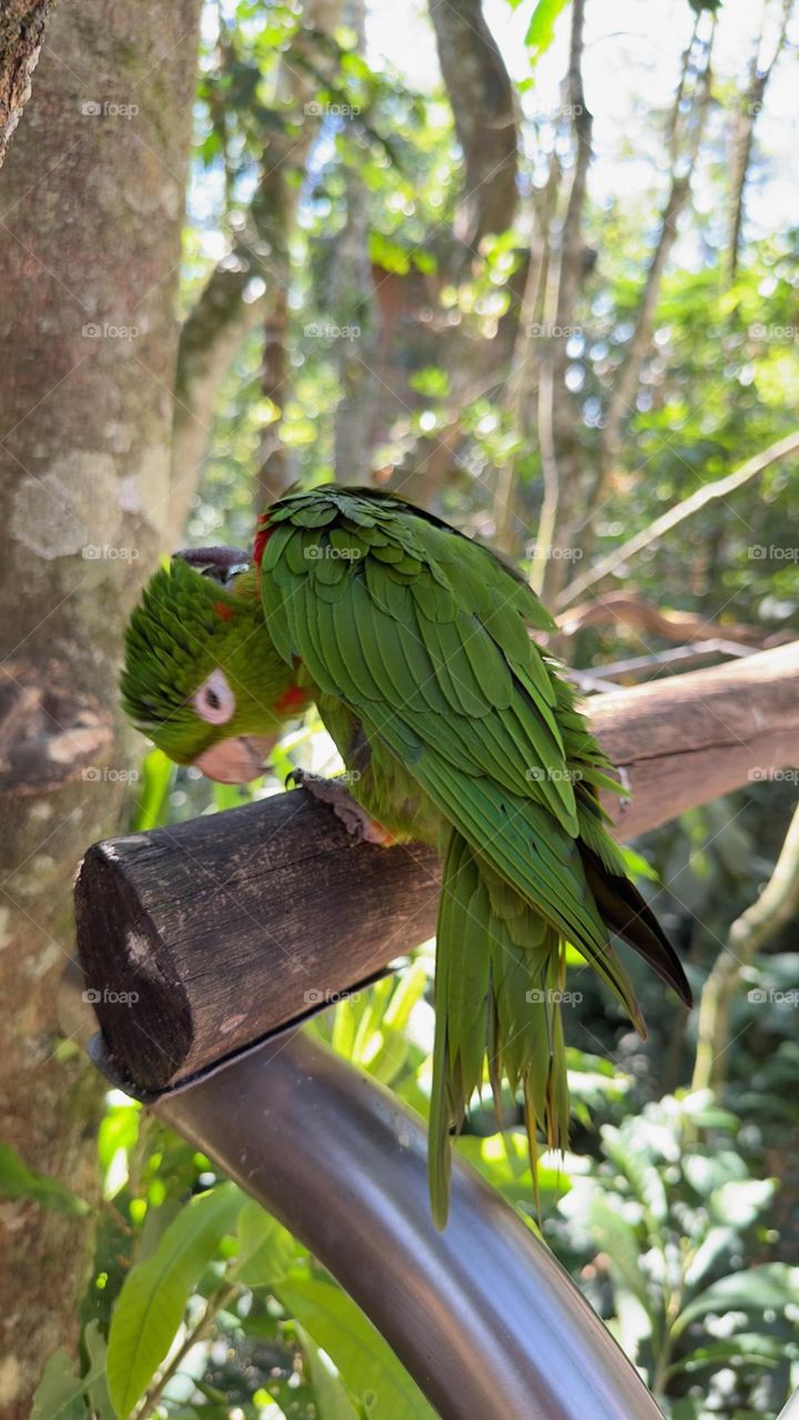 Green parrot