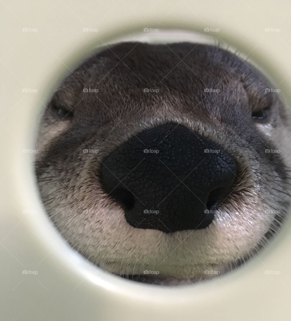 River Otter Framed in Laundry Basket