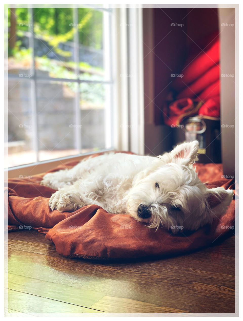 Sleepy head, loving a new spot for vitamin d