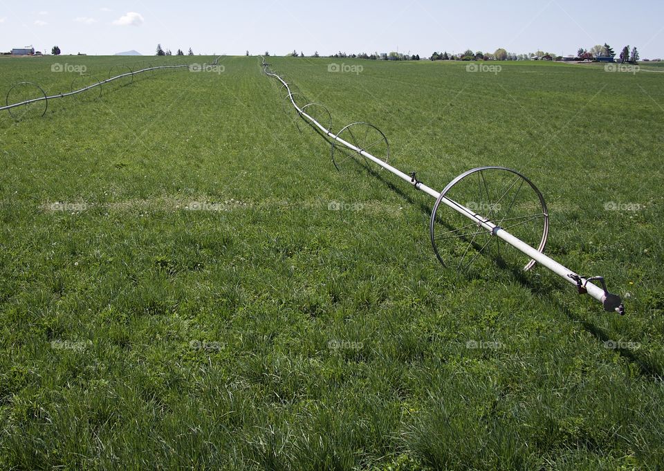 Irrigation wheel lines amongst fresh green spring fields in the farmlands of rural Central Oregon on a sunny morning. 