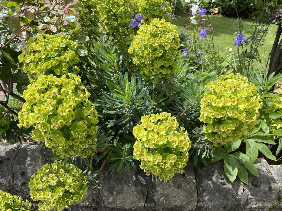 Unusual cluster of flowers growing in a garden 🌼