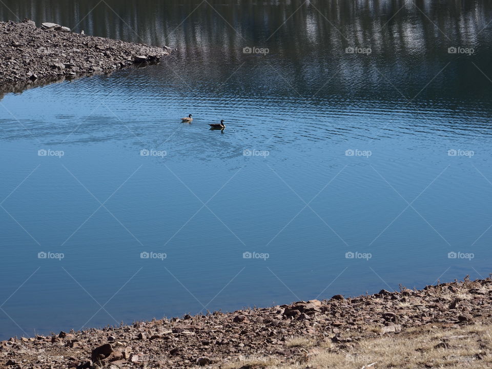 A pair of ducks floating in the waters along the shoreline of Ochoco Reservoir in Central Oregon with snow and tree covered hills reflecting in the waters on a sunny spring day.