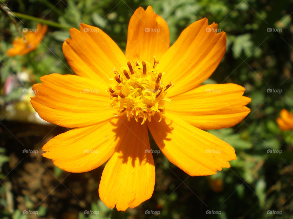 cosmos flower in sunlight