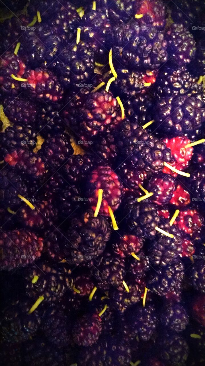 Mulberry's. picked to make wine