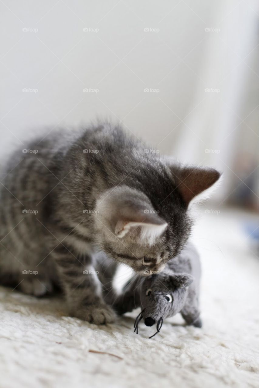 cute kitten playing