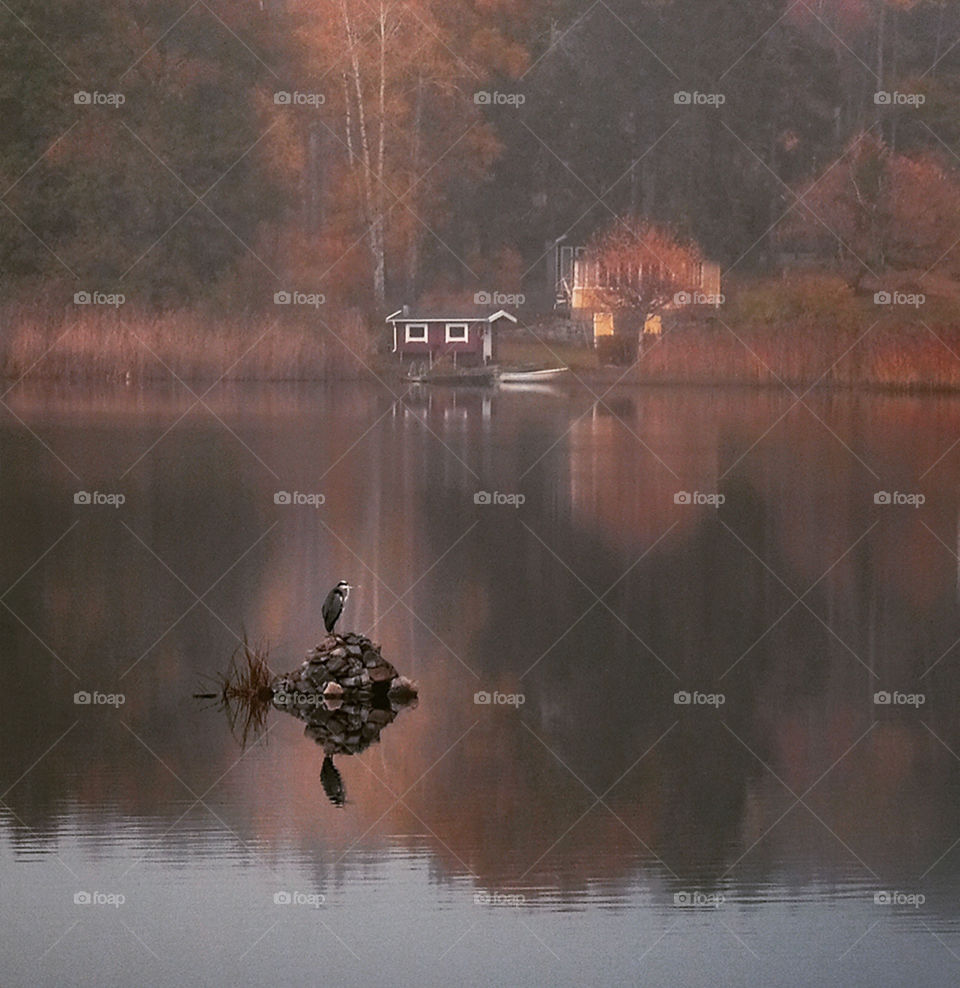 A heron standing on a rock in the middle of the lake