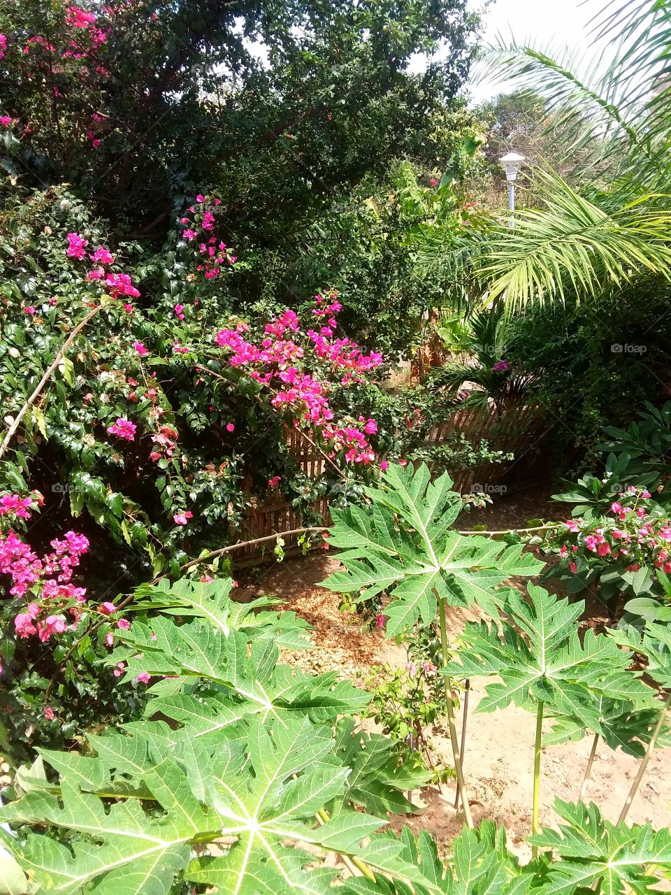 Woke up in the tropical garden