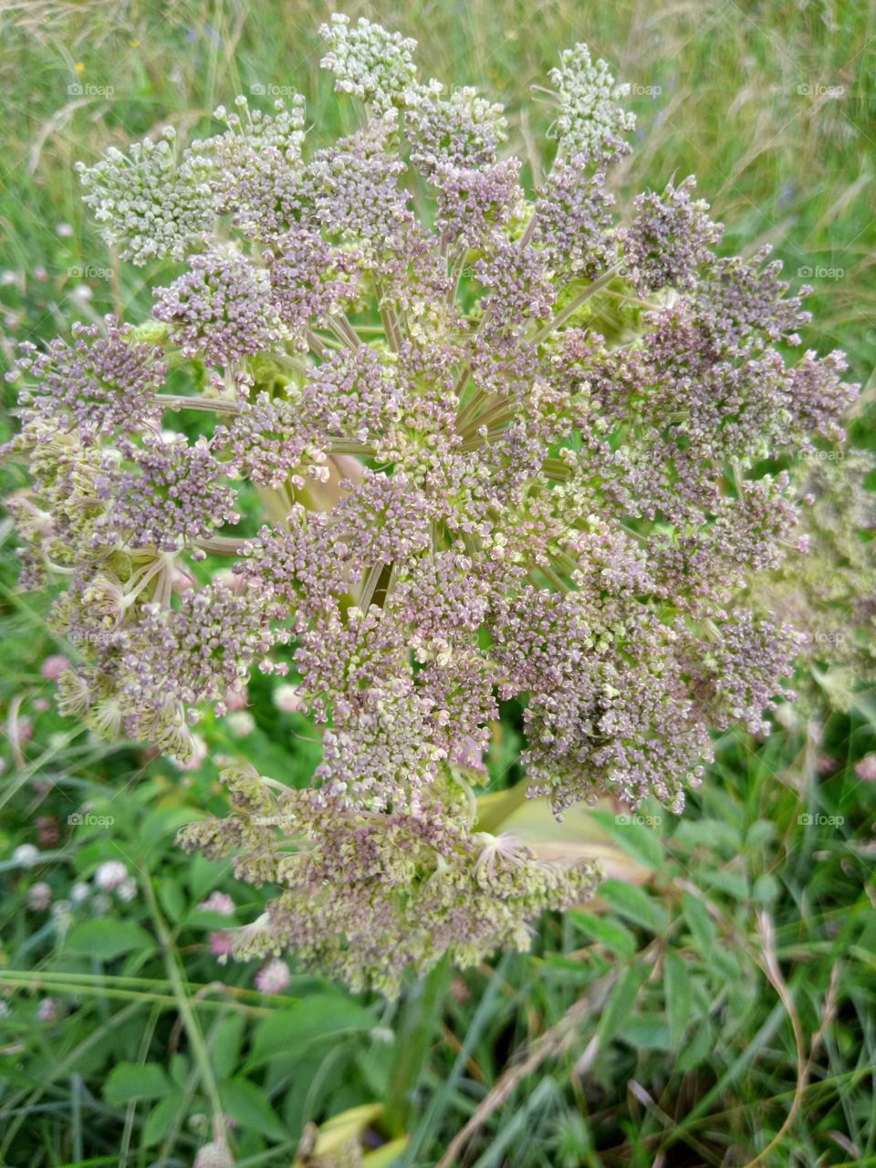 полевые цветы