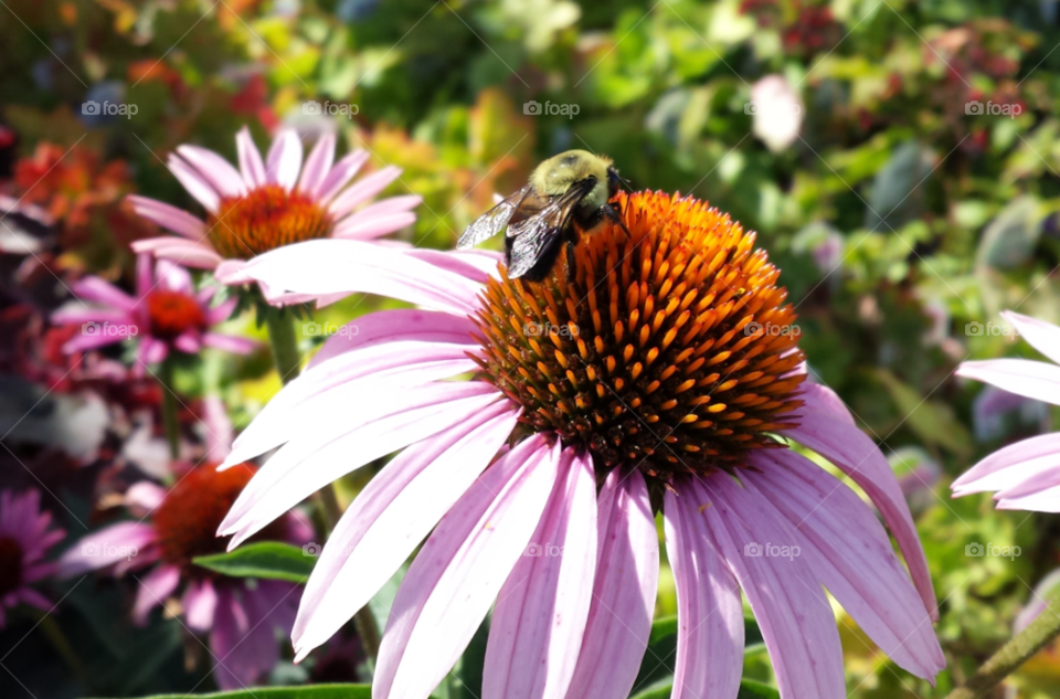 Coneflower