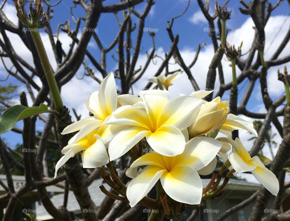 Frangipani blooming in springtime