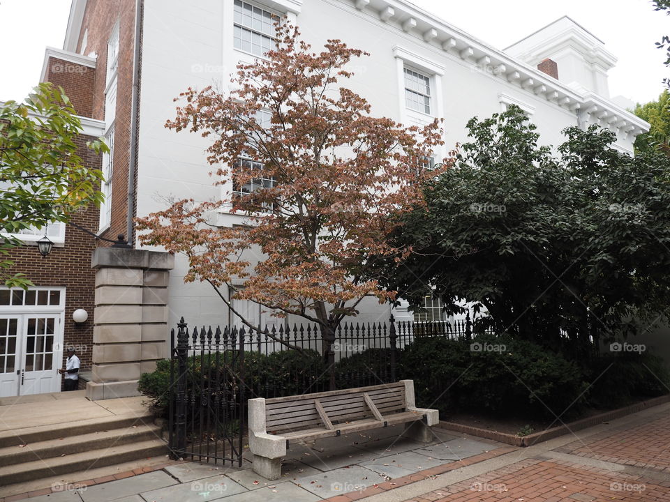 Old town. Yard. Bench. Tree. Fall. Yellow leafs