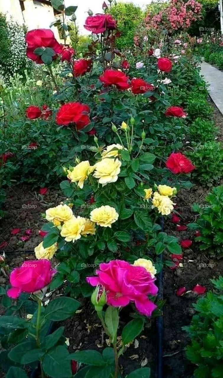 Nature