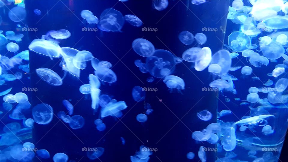 Musée Océanographique de Monaco