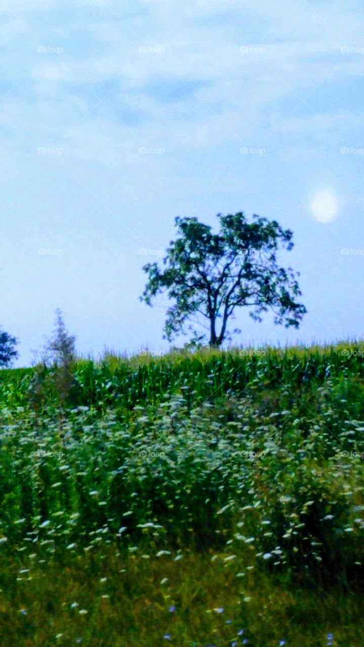 Lone tree standing in field. Early morning sun shining through early fog and haze as temperature heats up. Wildflowers are growing in the foreground.