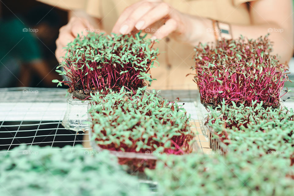 Girl in yellow dress harvesting  a microgreen