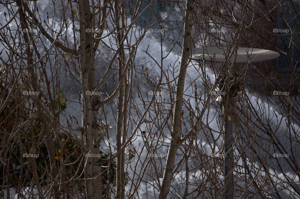 View of bare trees