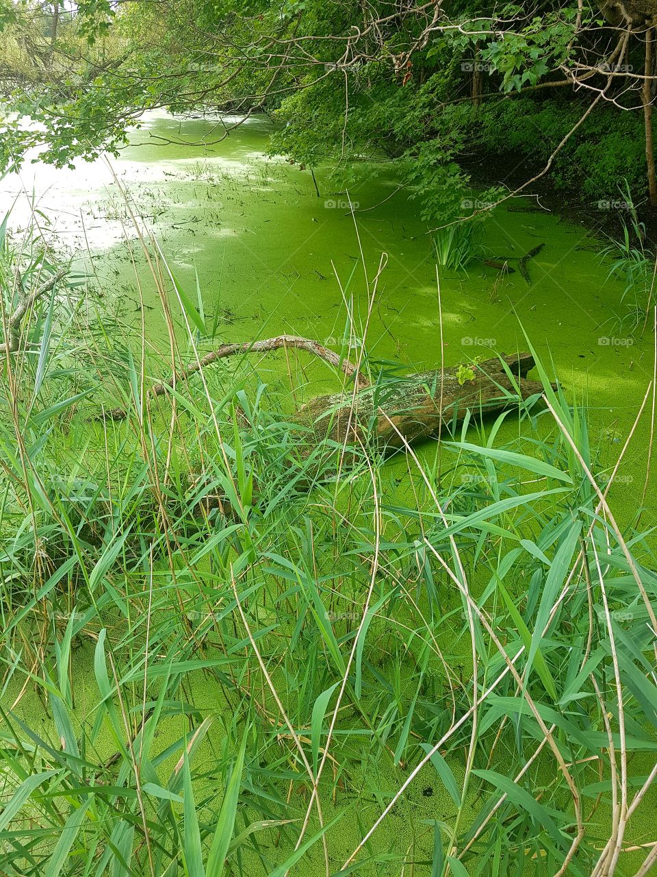A log floats in a vibrant green swamp.