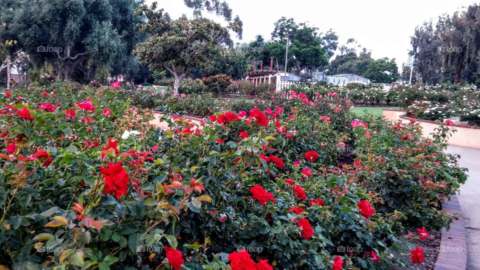 Rose Garden. Balboa Park, San Diego, California