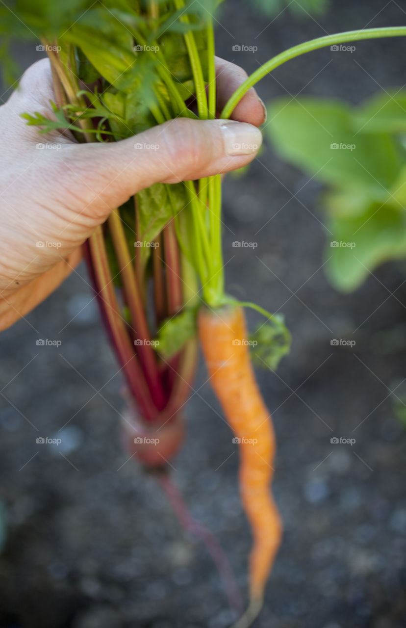 Hand holding fresh root vegetables