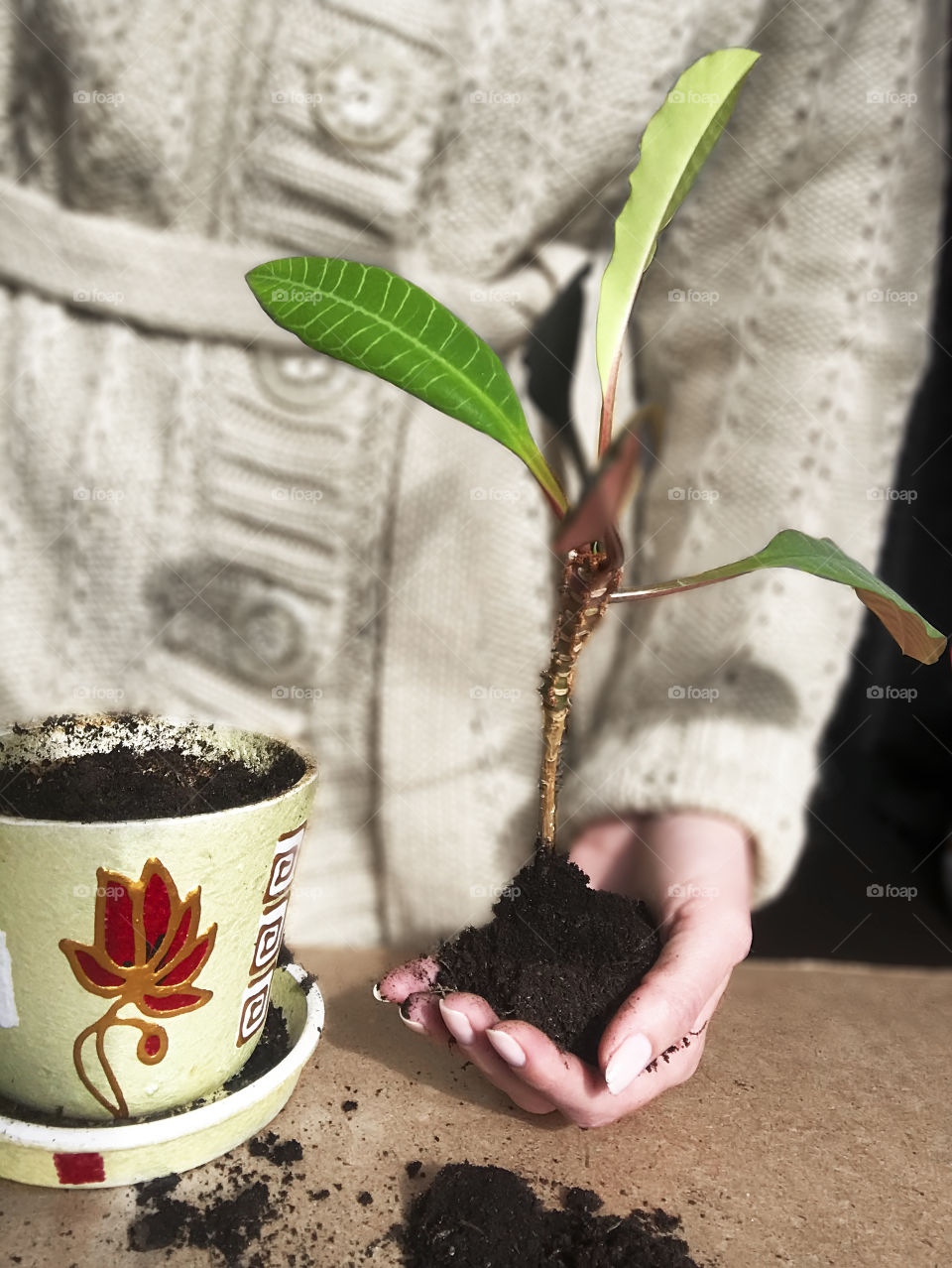 Young woman holding a home plant 