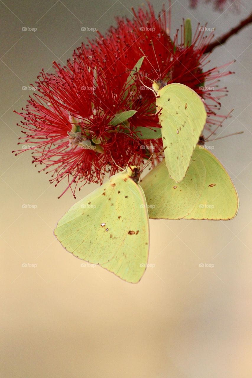 Yellow Sulfur Butterflies 