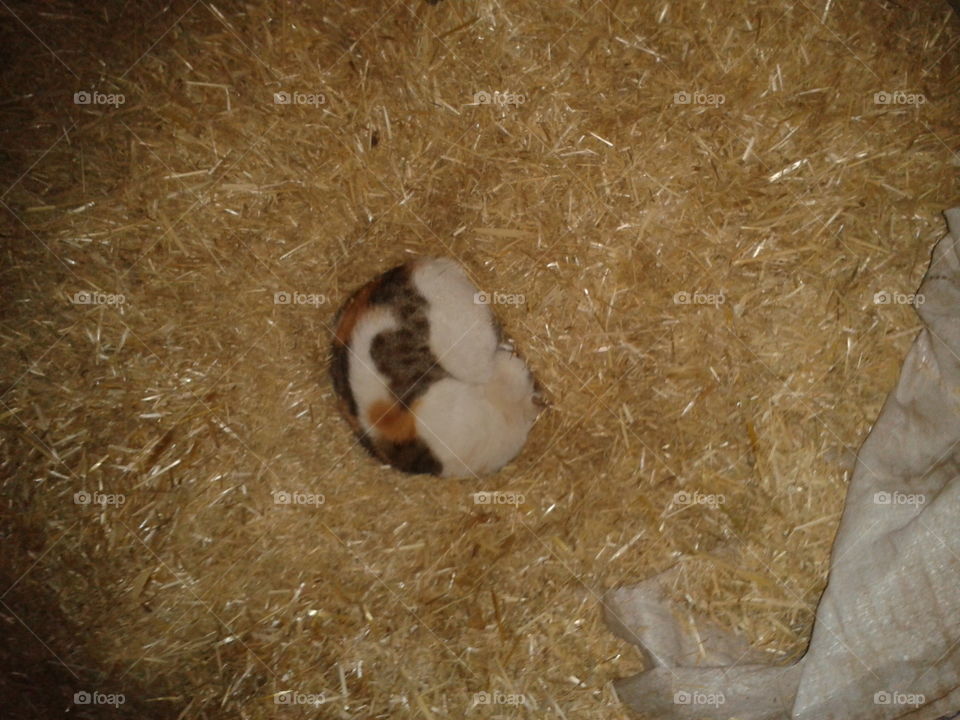 A beautiful cat sleeping in a hay