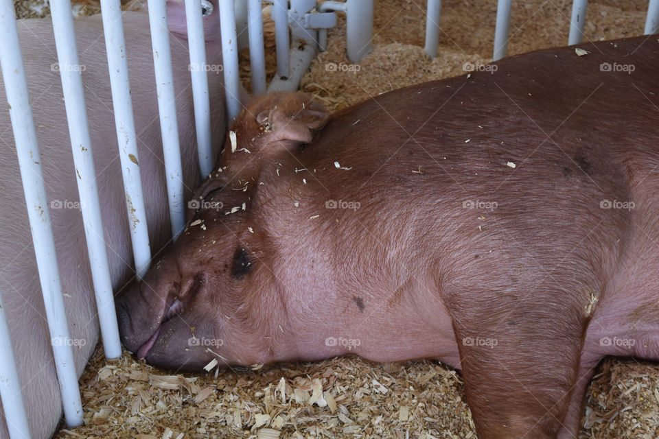 Pig resting at the county fair