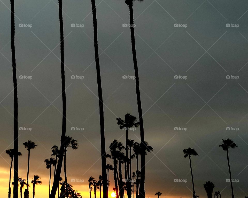 Palm trees and sunset along the San Clemente coastline. California Sunset.