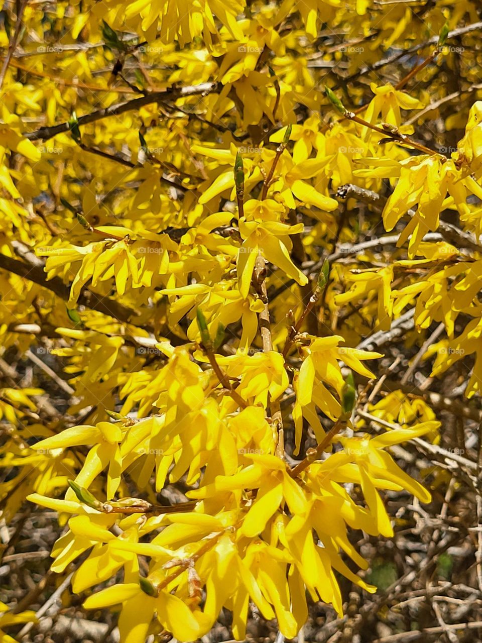 yellow forsythia in bloom