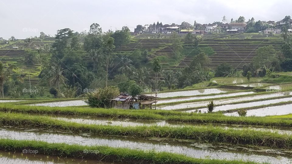 Rice Field Terrace