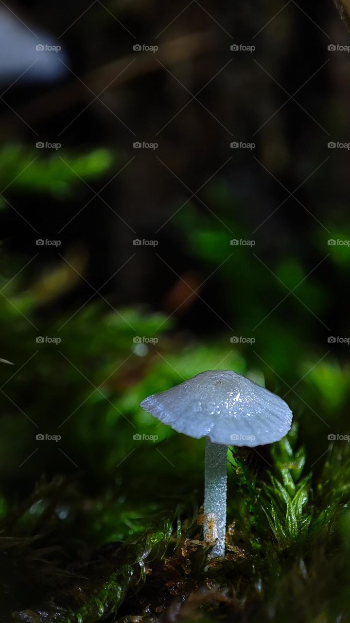 Macro photo of mushrooms in the forest