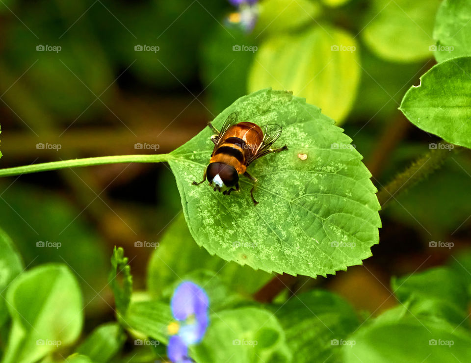 Honey bee  - leaf shape