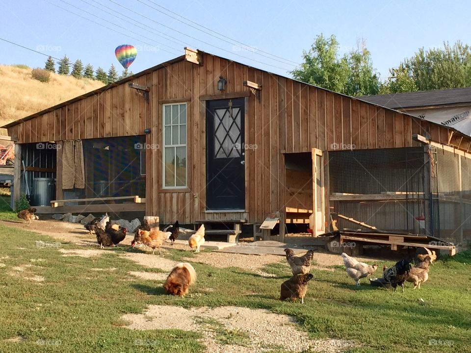 Shabby chic chicken coop palace. 