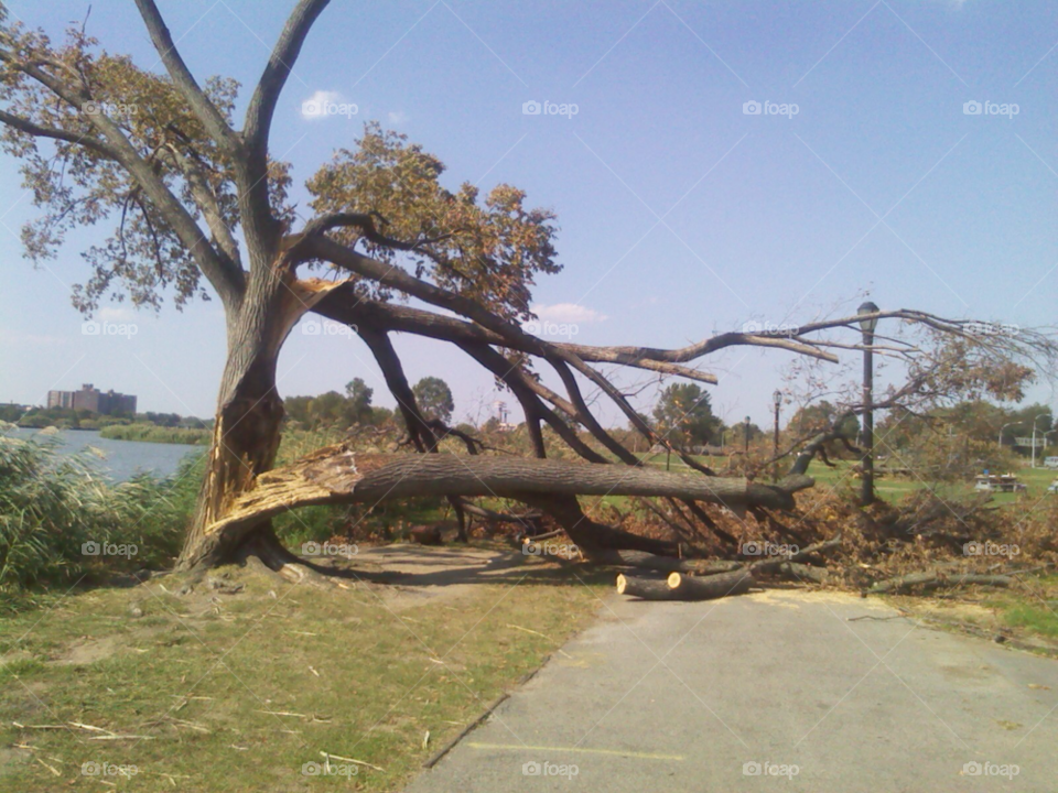 tree tornado broken branches by michaella