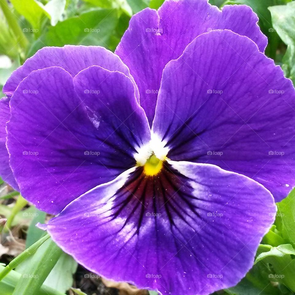 my first pansies