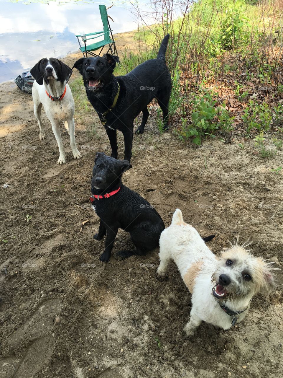 Group doggie outing