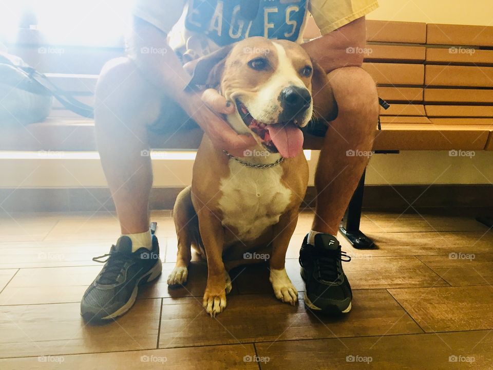 A dog patiently sitting with his owner in the waiting room of a veterinarian’s office.