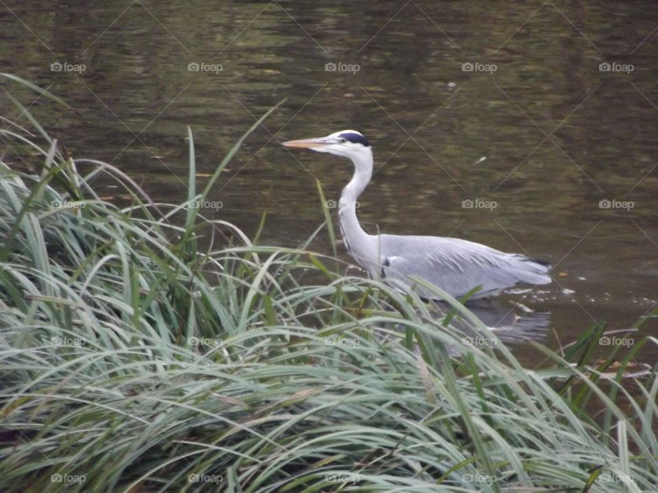 Grey Heron Hunting