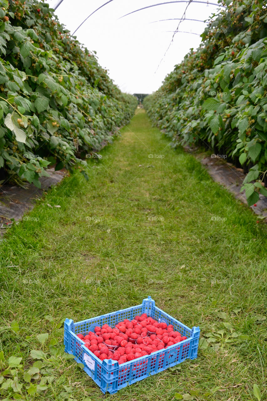 Picked Raspberries at a farm outside sweden called Hallongården. (Raspberry Farm)