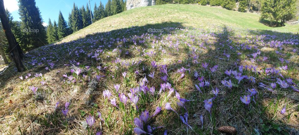 Purple flowers