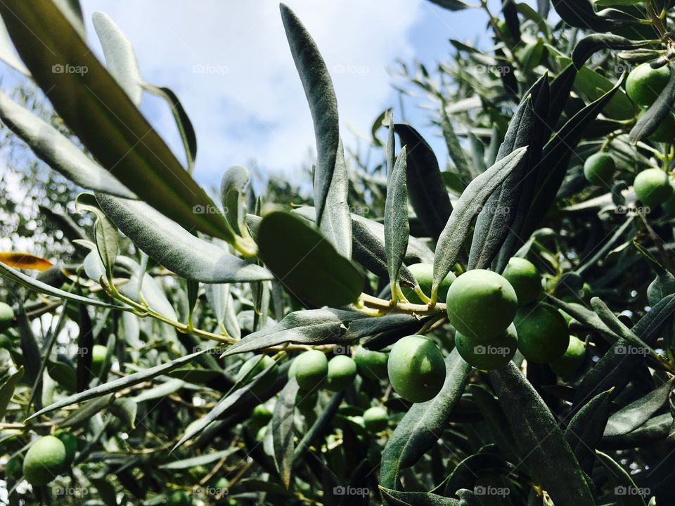 Olive tree 